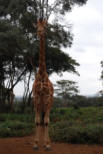 tumblr_l6c9yayjKP1qcjrlqo1_500