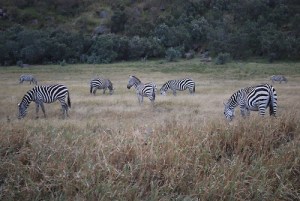 tumblr_l6e2xrLnKE1qcjrlqo1_500