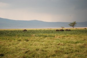 tumblr_l7pgakQx0A1qcjrlqo1_500