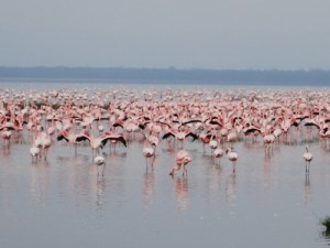 tumblr_l7pgipFd041qcjrlqo1_500