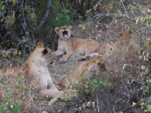 tumblr_l816p9DSnO1qcjrlqo1_500