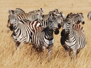 tumblr_l817kn4ULB1qcjrlqo1_500