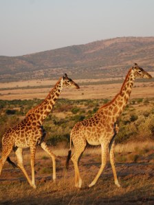 tumblr_l81wnmguvm1qcjrlqo1_500