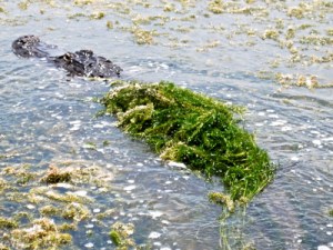 tumblr_lqgotrlSks1qctrdd