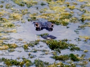 tumblr_lqgp94y35S1qctrdd